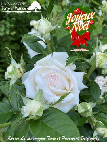 La Sauvagine Terre et Passion®