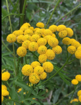 La Sauvagine Terre et Passion®