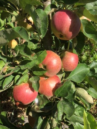 La Sauvagine Terre et Passion®