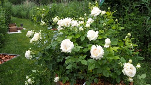 La Sauvagine Terre et Passion®