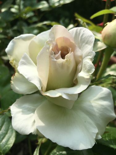 La Sauvagine Terre et Passion®