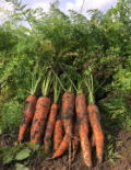 La Sauvagine Terre et Passion®