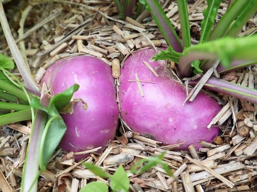 La Sauvagine Terre et Passion®