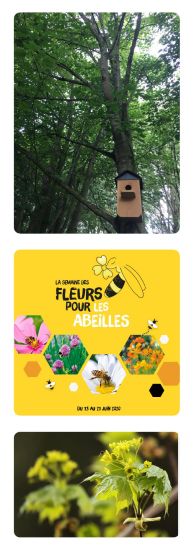 La semaine des Fleurs pour les Abeilles : l'érable