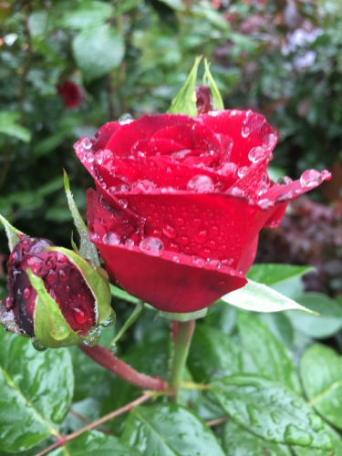 La Sauvagine Terre et Passion®